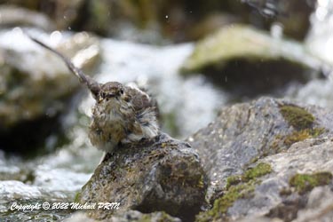 Gobemouche noir (femelle)