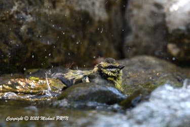 Mésange bleue (juvénile)