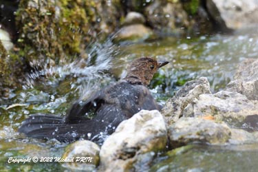 Merle noir (juvénile)