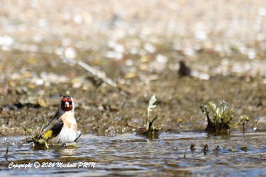 Chardonneret élégant