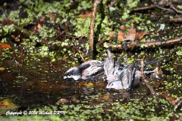 Mésange à longue queue