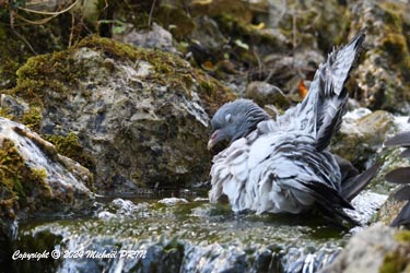 Pigeon ramier (juvénile)