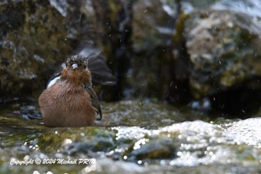 Pinson des arbres (mâle)