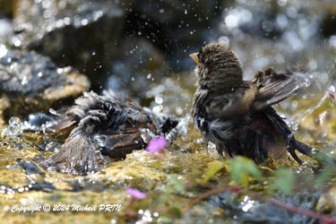 Moineau domestique (couple)