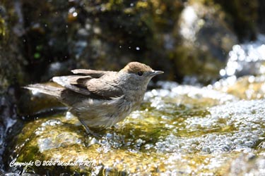 Fauvette à tête noire (femelle)