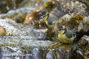 Mésange bleue (juvénile)