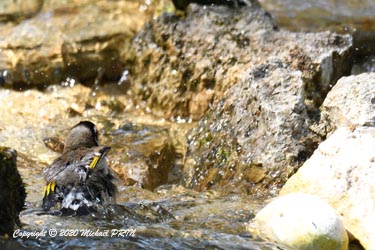 Chardonneret élégant