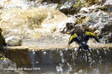 Chardonneret élégant