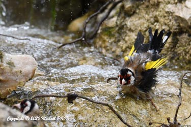 Chardonneret élégant