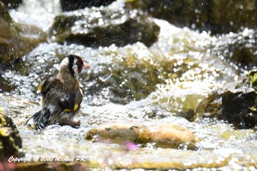 Chardonneret élégant