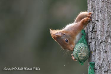 Un drôle d'oiseau...