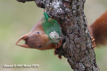 Même son habilité ne fait pas de lui une mésange...