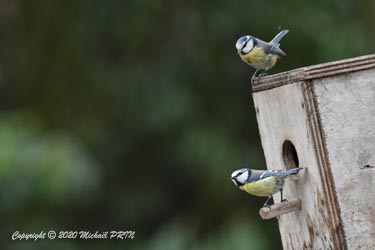 En début d'année, les mésanges bleues semblent intéressées par le nichoir