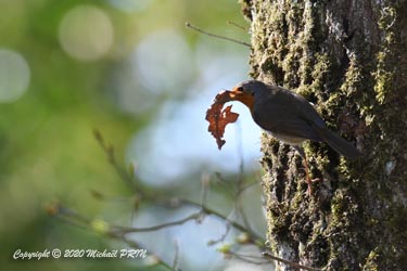 Confiante, la femelle rouge-gorge continue son oeuvre...