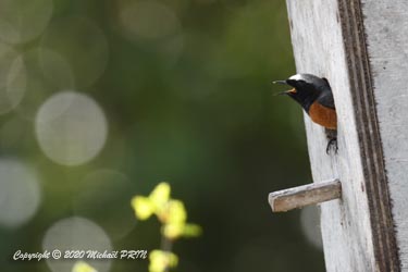 Finalement, le jour même, c'est le couple de rouge-queue à front blanc, tout juste revenu de migration, qui prendra pour de bon le nichoir comme les années précédentes