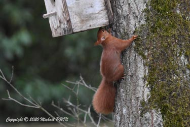 Hors saison de reproduction, les nichoirs peuvent aussi attirer des visiteurs incongrus...