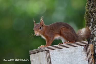 En été, les écureuils peuvent aussi être attirés par une nourriture facile, heureusement, le nichoir était innocupé à ce moment
