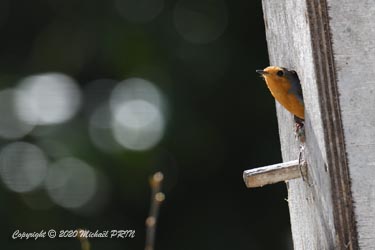 Après un échec dans un autre nichoir, une femelle rouge-gorge opte pour celui-ci