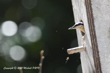 La sittelle l'investit et le vide