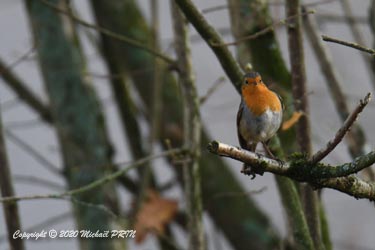 Pendant que la sitelle joue au déménageur, la femelle rouge-gorge assiste impuissante au massacre