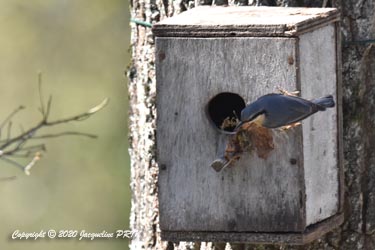 La sittelle semble vider intégralement le nid