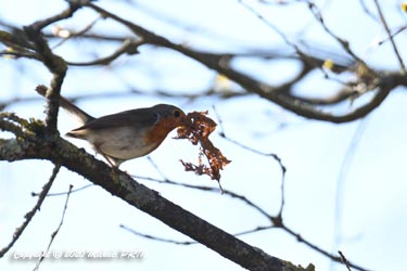 4 jours après, alors que la sittelle est repartie, la femelle rouge-gorge ne désespère pas et recommence son nid