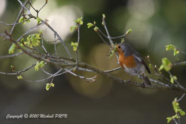 Toujours pas de sittelle en vue, la voie semble libre