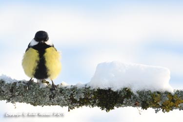Mésange charbonnière