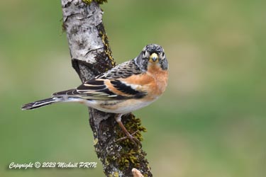 Pinson du Nord (mâle)