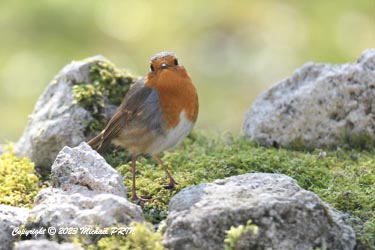 Rouge-gorge familier