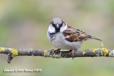 Moineau domestique (mâle)