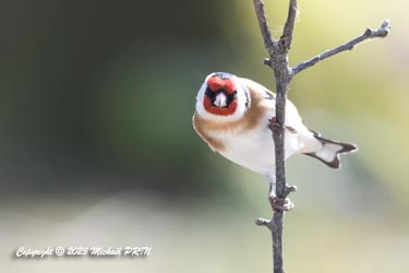 Chardonneret élégant