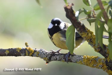 Mésange charbonnière (femelle)