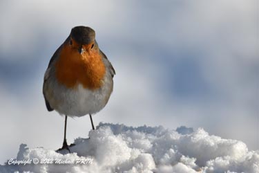 Rouge-gorge familier