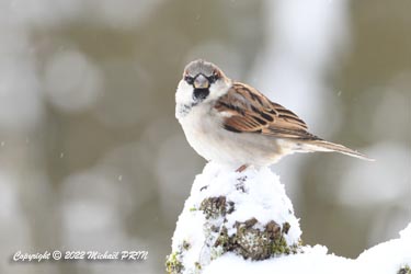Moineau domestique (mâle)