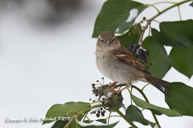 Moineau domestique (femelle)