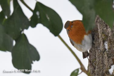 Rouge-gorge familier