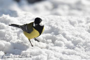 Mésange charbonnière