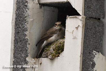Gobemouche gris nichant en même temps à 2 m du rouge-gorge dans un trou de l'isolation permettant l'aération de la salle de bain de l'autre côté du mur