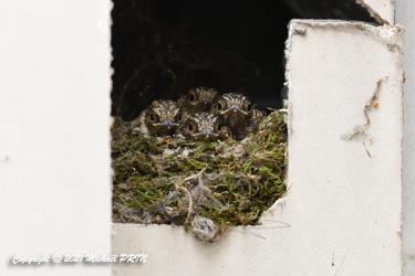 Gobemouches gris juvéniles