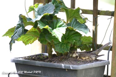Grive draine nichant dans une jardinière à l'ombre d'un bégonia