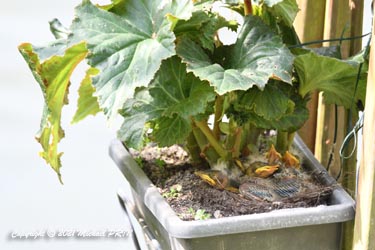 Grives draines juvéniles