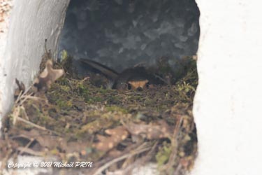 Rouge gorge nichant dans une autre ouverture située juste à côté