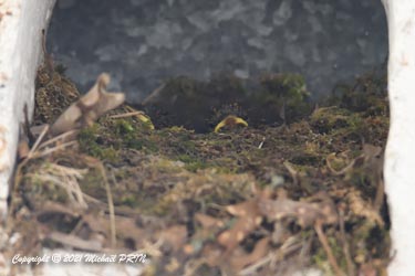 Rouges gorges juvéniles