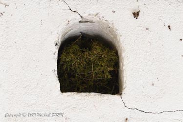 Nid de troglodyte mignon dans une ouverture d'une ancienne volière