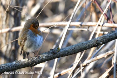 Rouge-gorge familier