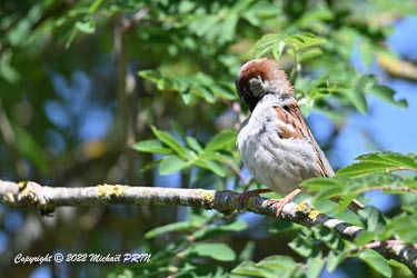 Moineau domestique (mâle)