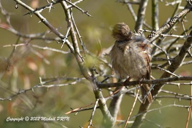 Moineau domestique (femelle)