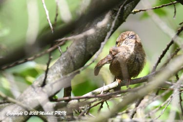 Troglodyte mignon (juvénile)