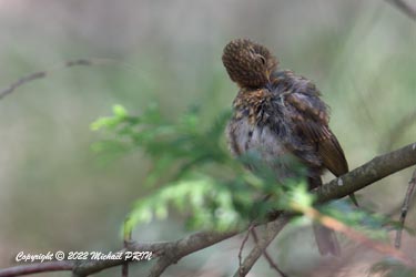 Rouge-gorge familier (juvénile)